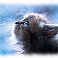 kittenskittenskittens