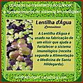 Elíxir de lentilhas d'água (lemnoideae) 