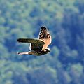 Faucon crécerelle, Falco tinnunculus