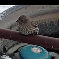 - collé par le froid, un oiseau est sauvé par la vigilance d'un homme astucieux ! (vidéo)