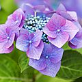 Quelle fleur plus extraordinaire que l'hortensia ...