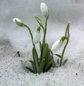 Photo-Schneeglocken