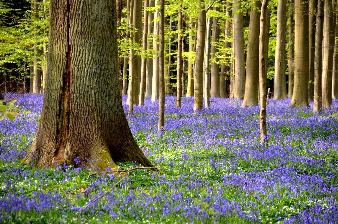 Bleue, la jacinthe des bois - Points de cerise violette