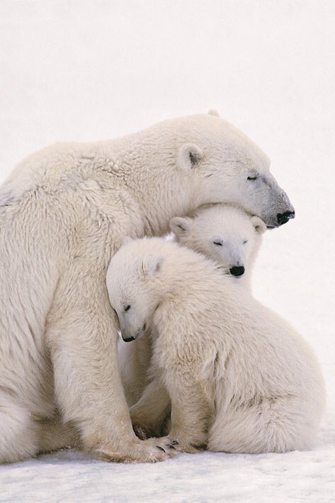 polar-bear-family-i1351