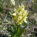 orchis sureau...