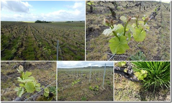 vignes le 16 mai 2021