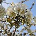 Fleurs de cerisier