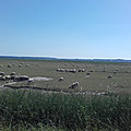 Les moutons Au Crotoy - juin 2021