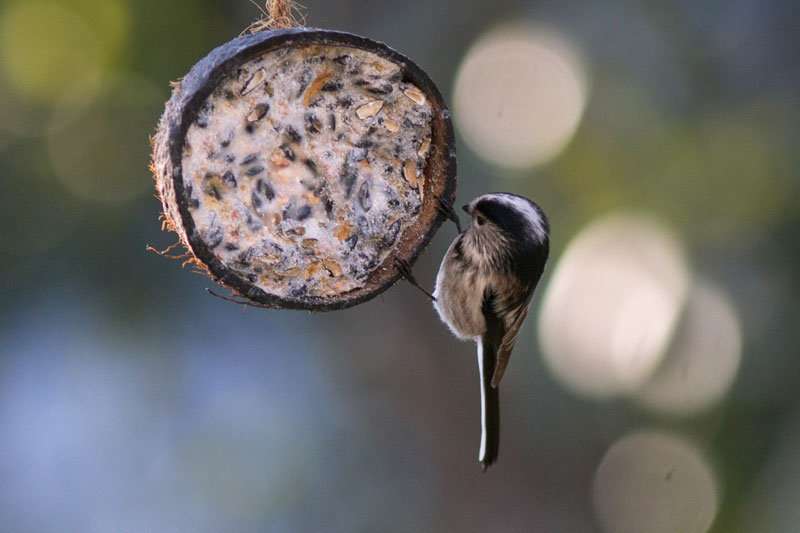 oiseau-166