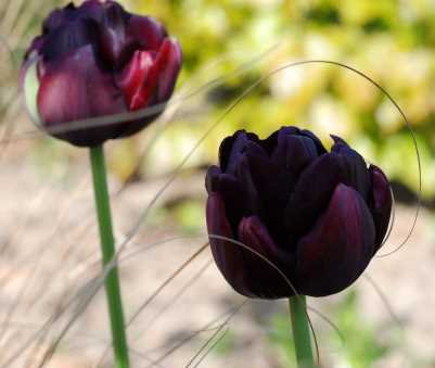 Tulipa 'Black Hero'_400
