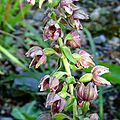 epipactis-h-74
