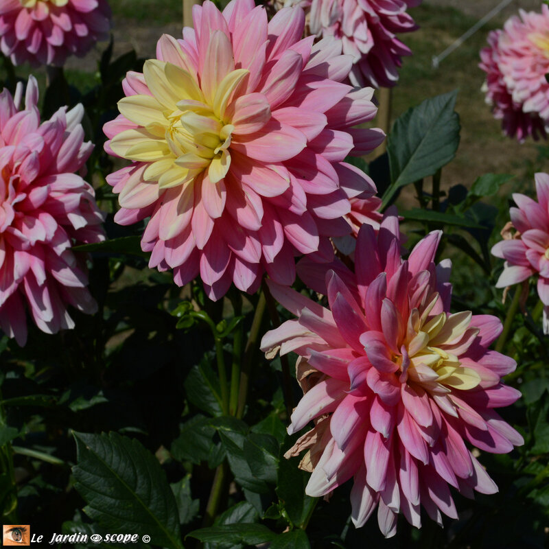 PAT_8050-Dahlias-Nova-Flore
