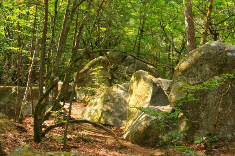Animation Fontainebleau
