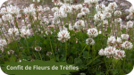 40 TREFLES(4) Confit de fleurs de trèfles-modified