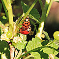 IMG_7152 - Copie