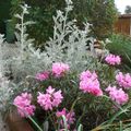 Rhododendron Ponticum 'Graziella' et Cinéraire maritime