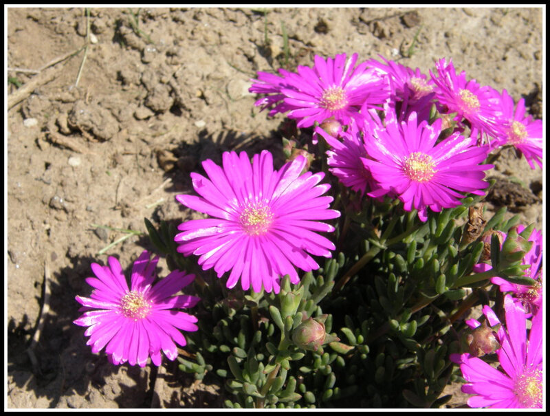 06042009-elles-nont-pas-peur-du-soleil-aa878fb3-f46d-4704-baf9-a2ce2f5c7fc4