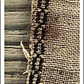 Détail de l'ouvrage de Tryphena