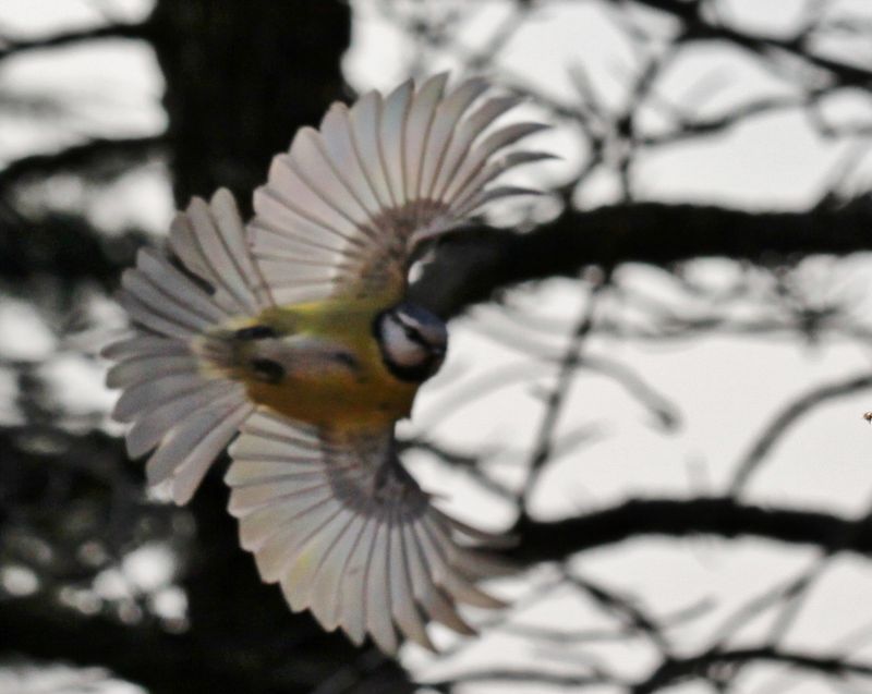 oiseau de volière en 7 lettres