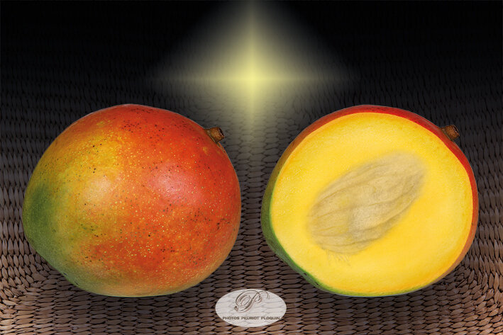 MANGUE_DU_PEROU_Mangifera_indica_fruit_entier_et_coupe
