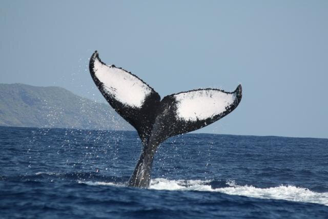 Baleine-6_big