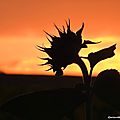 DSCN5359