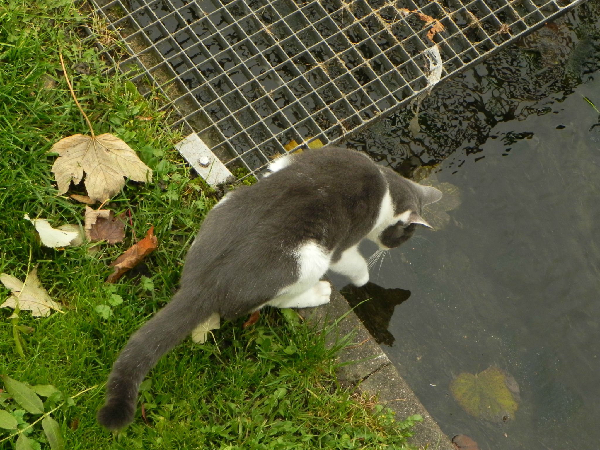 Chat Echaude Craint L Eau Froide 2 Photo De Expressions Illustrees Si Nos Yeux Etaient Un Appareil Photo