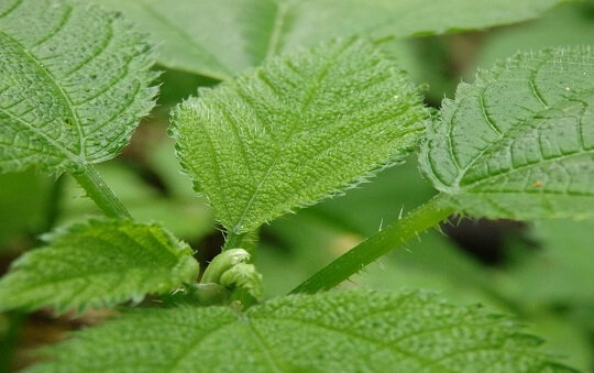Materia medica_Ortie du Canada