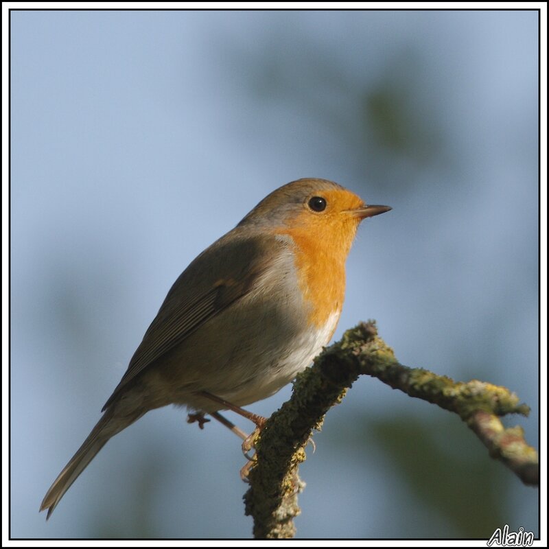 Dans les buissons Photos en errance