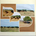 Camargue 2007 - vaches et taurillons