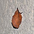 Gastropacha quercifolia, la feuille morte du chêne