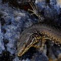 Lézard des murailles, Podarcis muralis