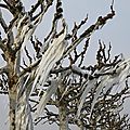 Branches_12 09 02_1477