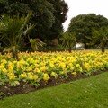 Flowers power !