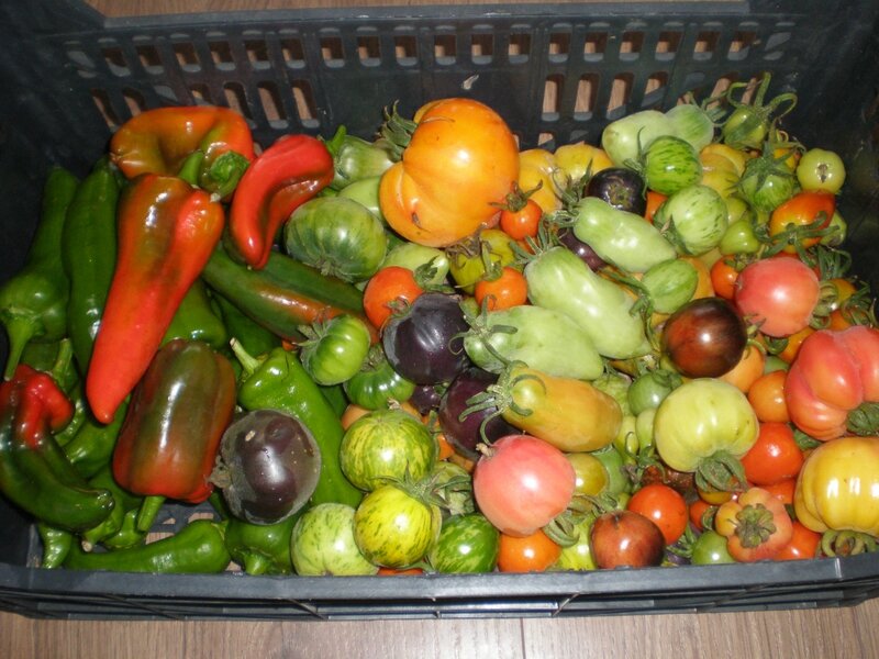 AH, LES DERNIERS LÉGUMES D’ÉTÉ ! - BOUTURES DE REVES : LE JARDIN DE SOPHIE