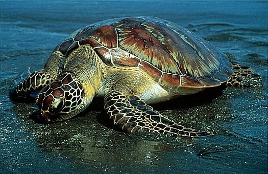 tortue