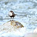 Cincle plongeur, Cinclus cinclus