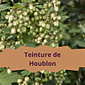 19 HOUBLON(5)Teinture de Houblon