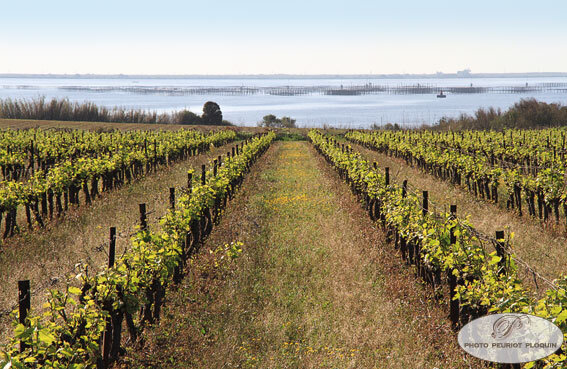 LA_BELLONETTE_vignobles