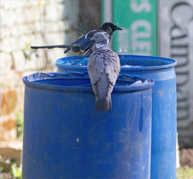 oiseaux ramier pie bain fûts bleus 6 300321