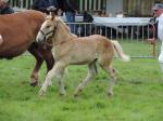 Poulain d'Elite de Vief et Espérance 32 né le 15 Mai - 28 Juillet 2019 - National Boulonnais - Samer (62)