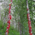 Arbres portes-bonheur