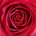 Rose rose!