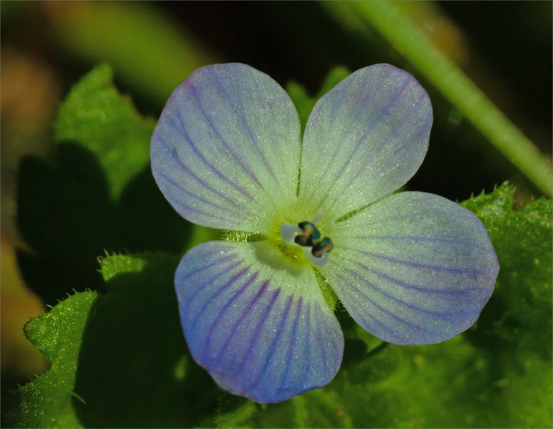 SM fleur Véronique 150223 2