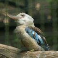 Zoo de beauval - catégorie oiseaux 