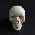 Petit crâne en ivoire. XVIIIe siècle. photo Delorme - Collin du Bocage