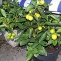 les citrons verts murissent