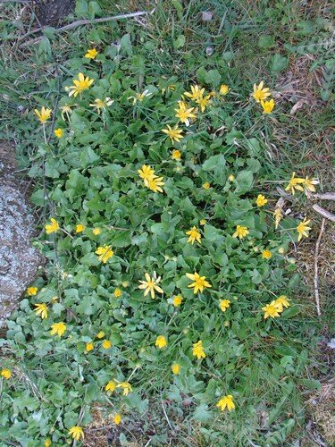 2008 04 21 Fleur Jaune Couvre Sol Nom Inconu Photo De B