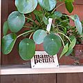 Mama petula, concept store végétal