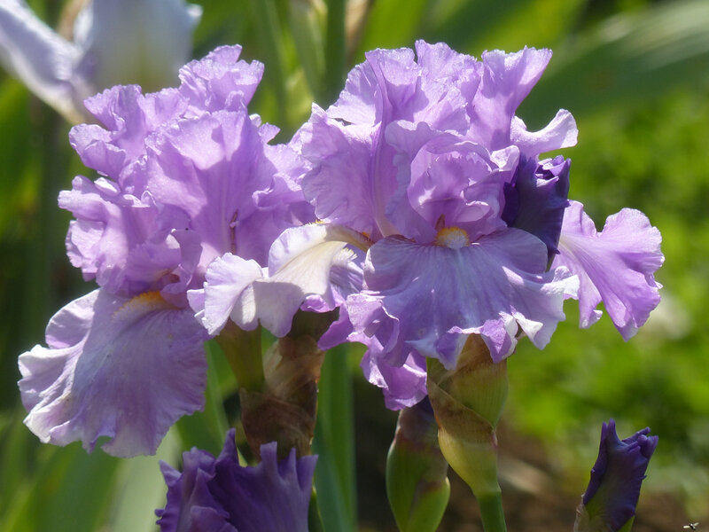 iris ruffled godess (2)